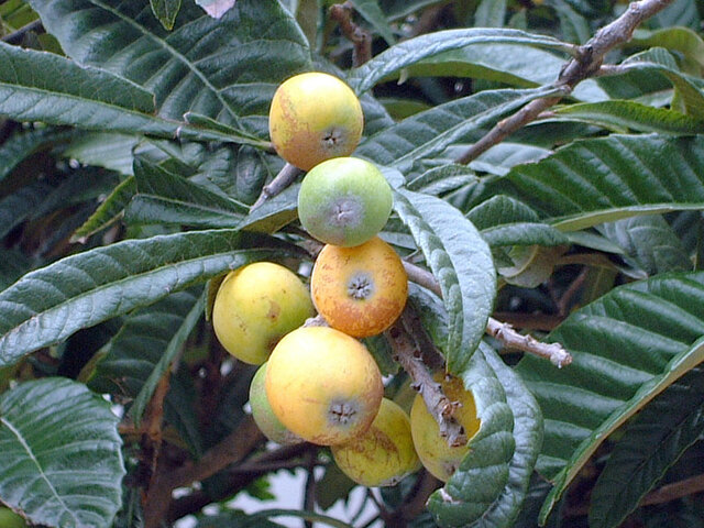 Loquat