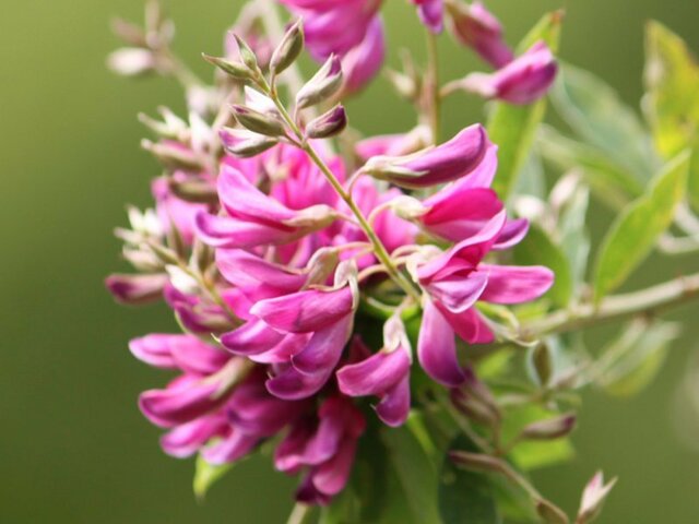 Lespedeza thunbergii