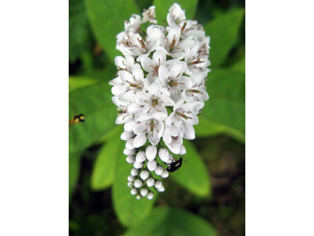 gooseneck loosestrife