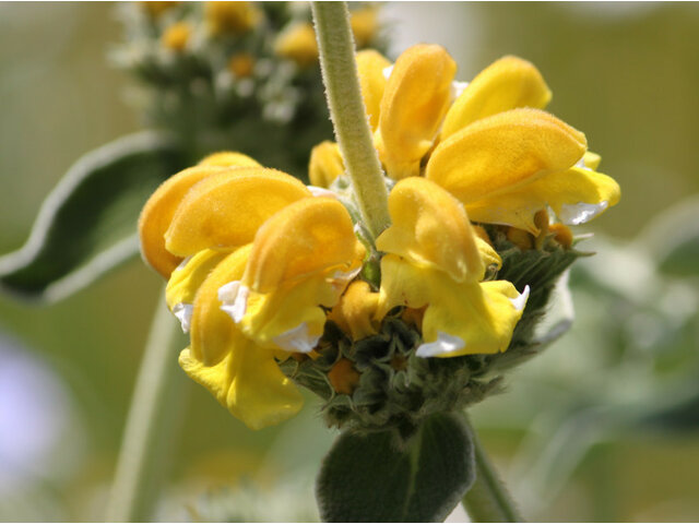 Jerusalem sage