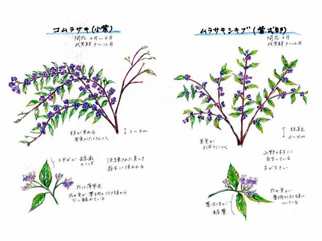 11月4日の誕生花と花言葉 紫式部 サフラン 谷渡 かぎけん花図鑑
