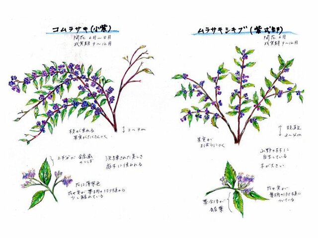 Japanese beautyberry