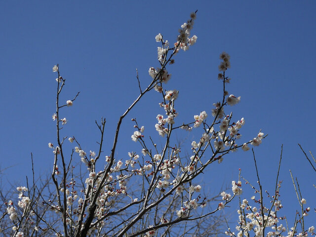 梅花 '甲州最小'