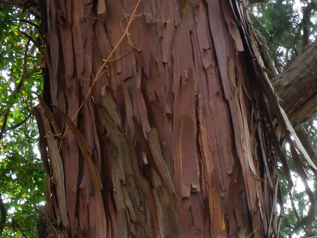 Golden threadleaf sawara cypress