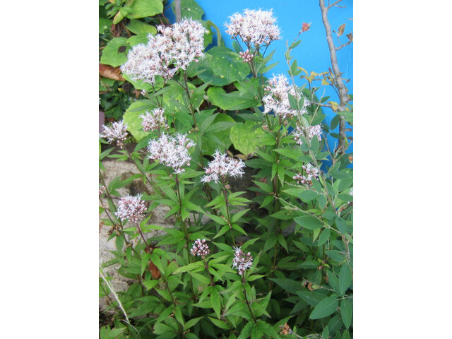 Eupatorium japonicum