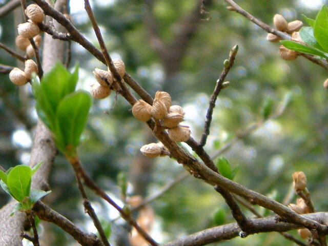 Orixa japonica