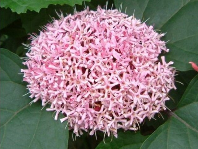 Clerodendrum trichotomum