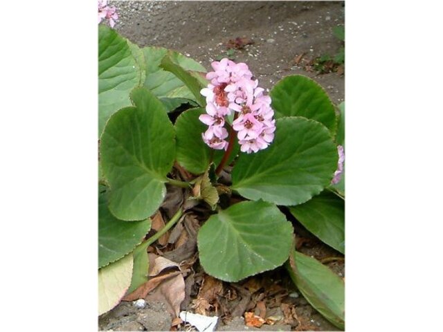 Bergenia