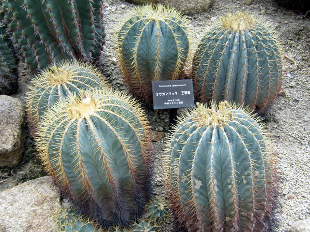 Ferocactus glaucescens