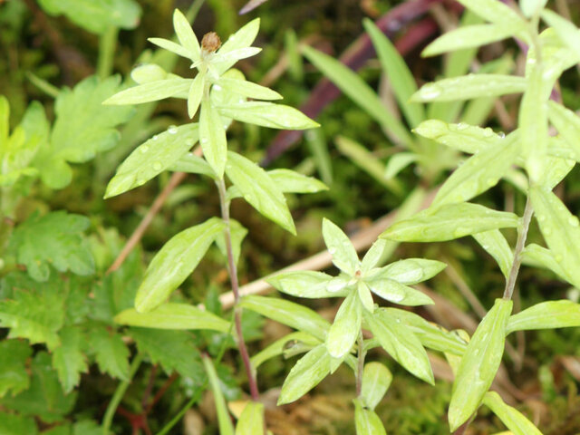 Leontopodium japonicum