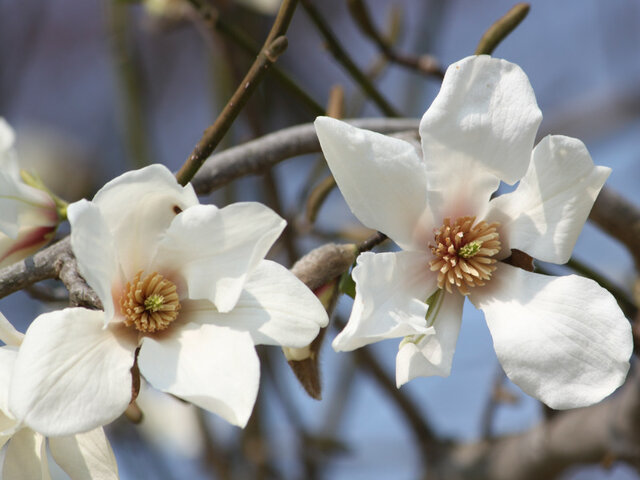 Magnolia kobus