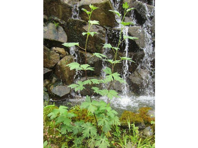 Anemone nikoensis