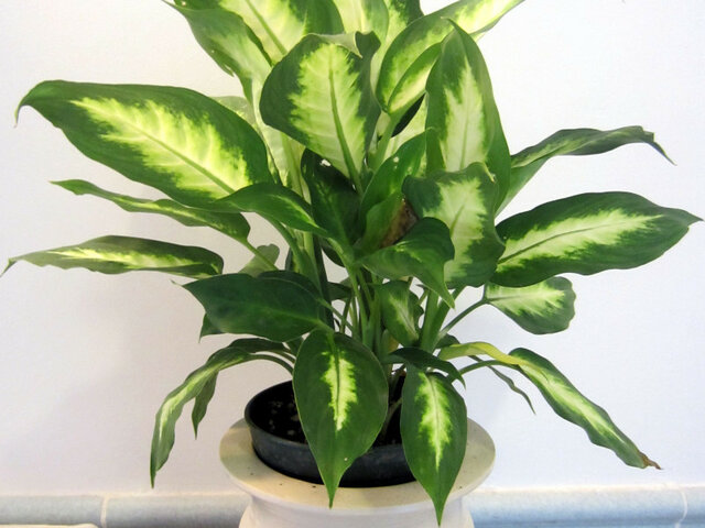 Dieffenbachia