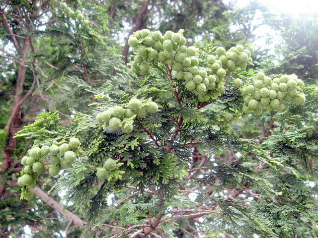 Hinoki cypress