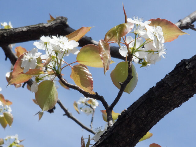 Pyrus pyrifolia