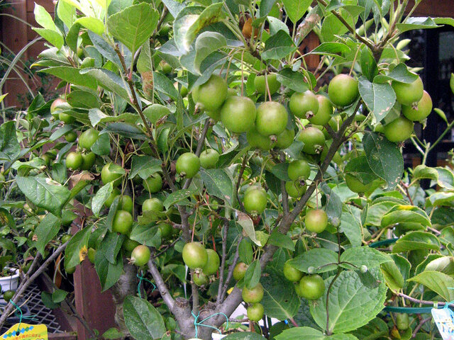 Malus prunifolia