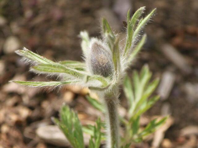 Pulsatilla cernua