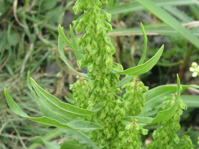 Rumex crispus