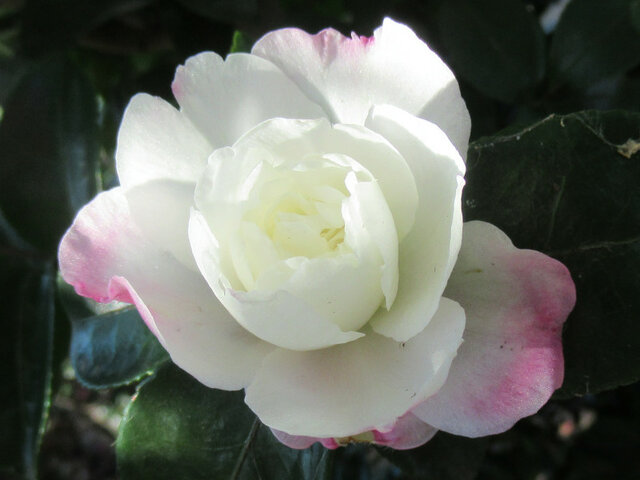 Camellia sasanqua