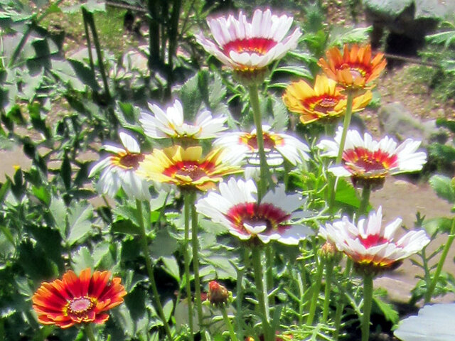 Tricolor daisy