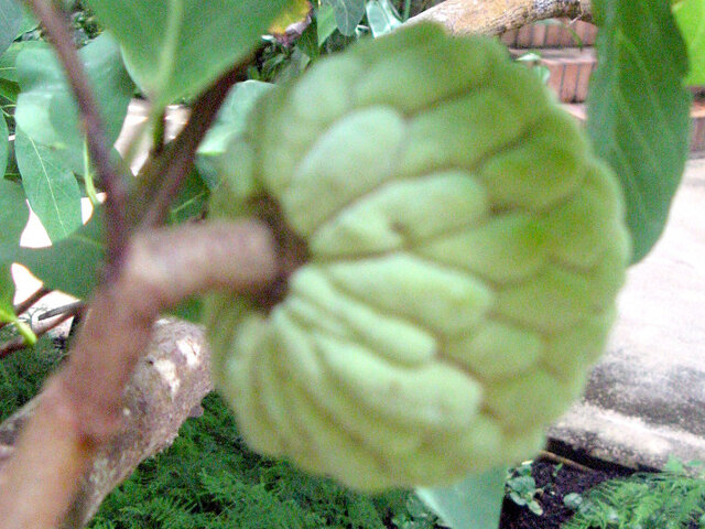 Annona squamosa