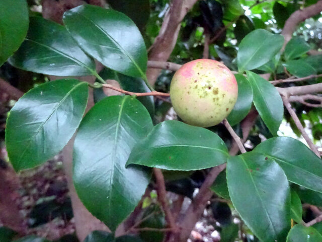 Camellia japonica