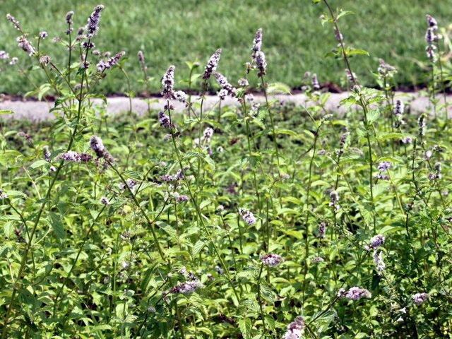 Kentucky Colonel Mint