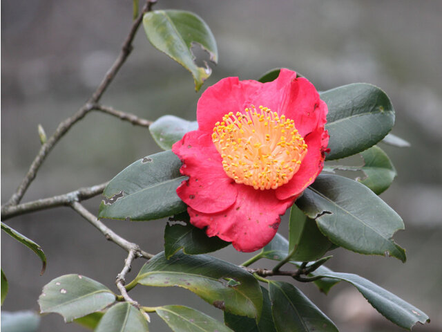 Camellia Nioibeni