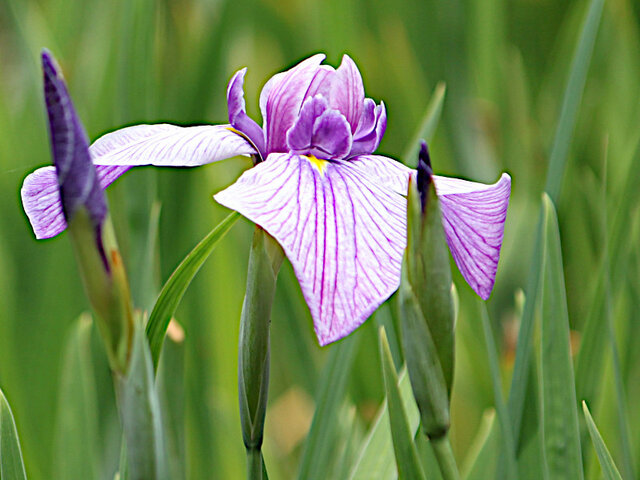 花菖蒲 ’葵上'