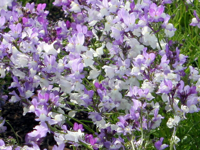 Spanish Flowers