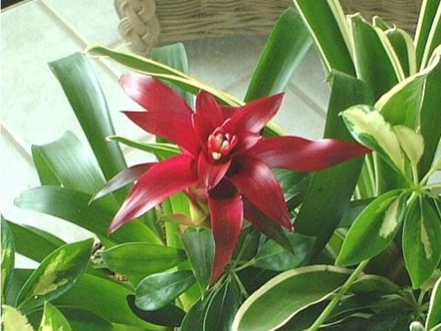 グズマニア Guzmania Hybrids かぎけん花図鑑