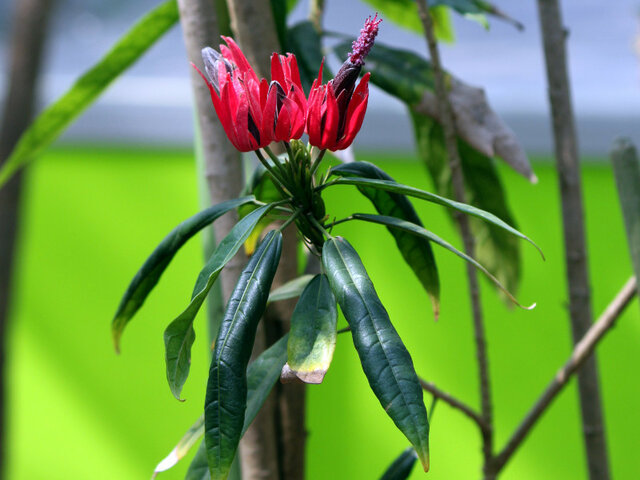 Pavonia intermedia