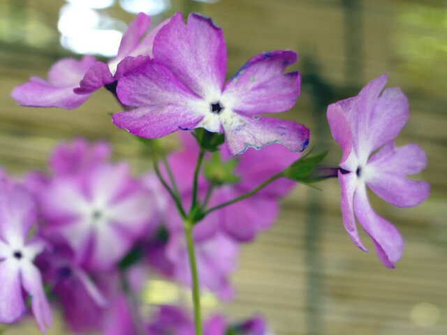 Primrose  'Sasanaki'