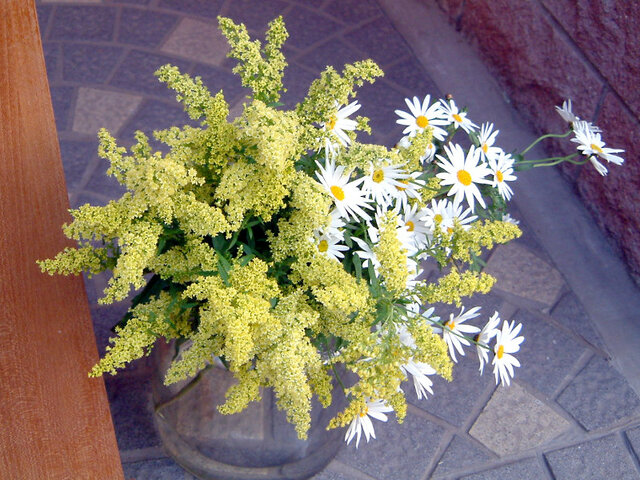 Solidago