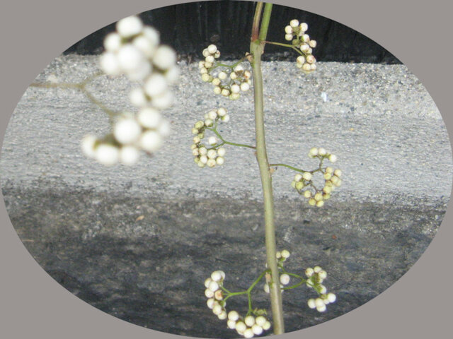 Symphoricarpos albus