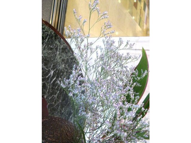 リモニウム ブルーファンタジー Limonium Cv Blue Fantasy かぎけん花図鑑