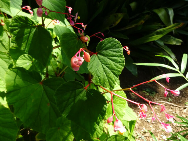 Begonia grandis