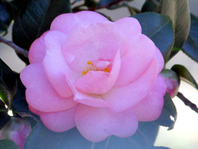 Camellia Syunshoko