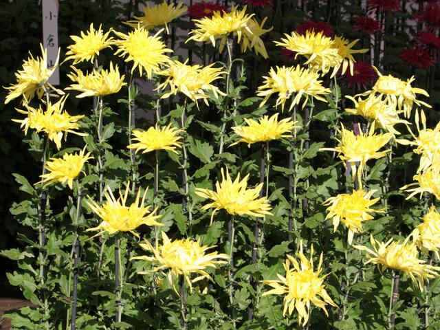 菊花展の⑨江戸菊 かぎけん花図鑑