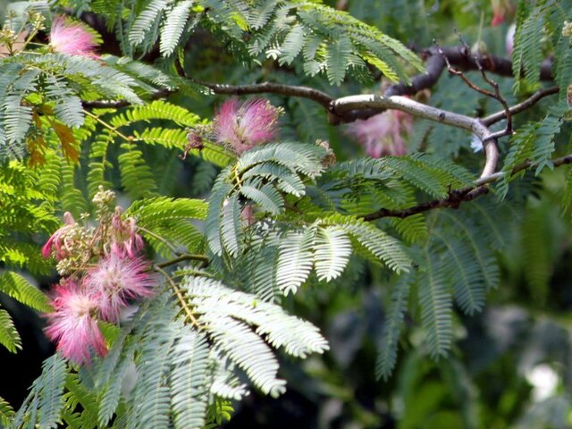 誕生花　7月15日 合歓木、薔薇