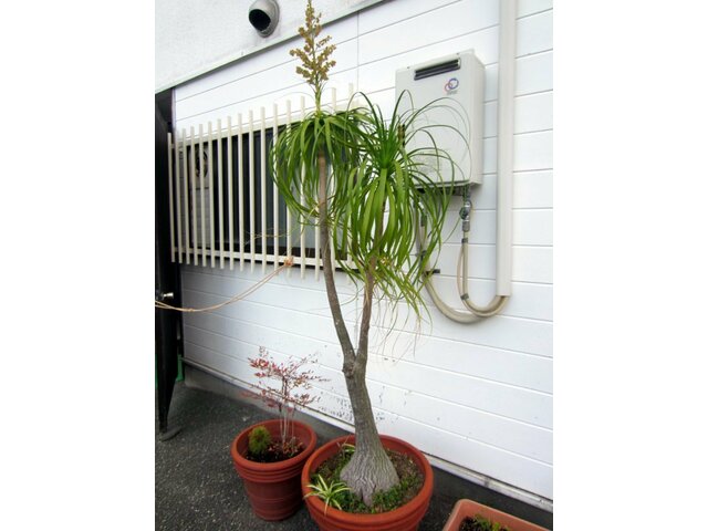 トックリラン Beaucarnea Recurvata かぎけん花図鑑