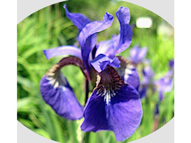 Arctic Iris