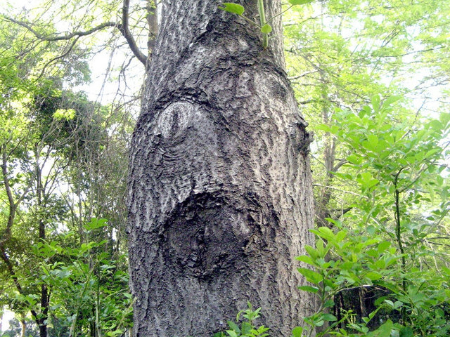 Paulownia tomentosa