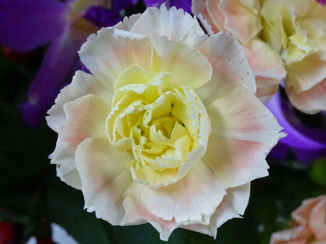 6月15日の誕生花 カーネーション 科技研花图画书