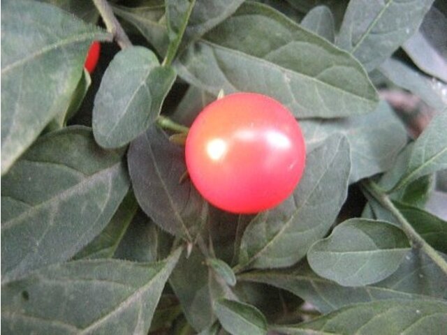 Jerusalem cherry