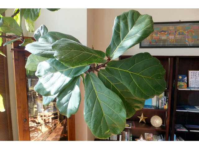 Ficus lyrata