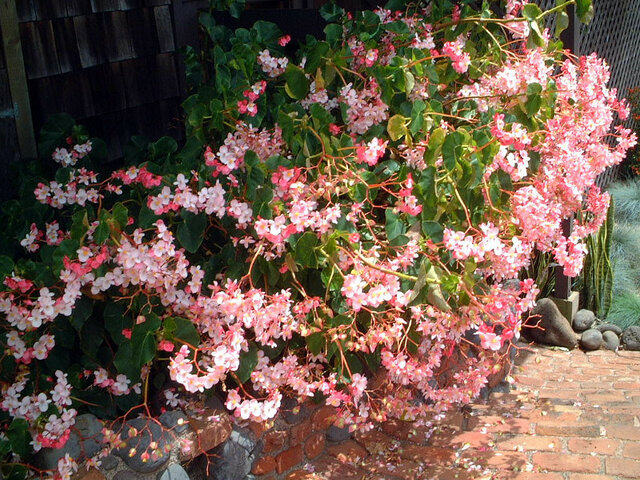 Begonia grandis