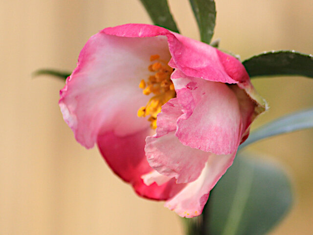 山茶花 '揚羽の蝶'