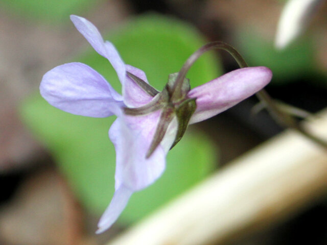 Viola grypoceras