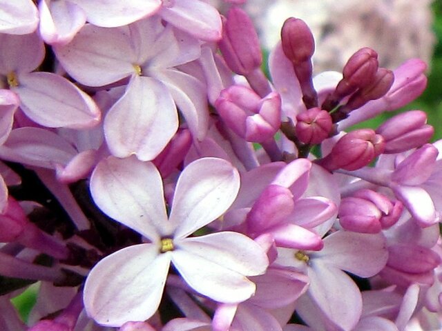 6月12日の誕生花 ライラック 科技研花图画书